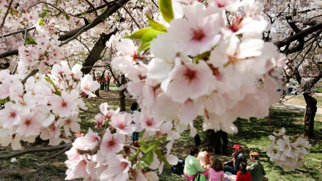 Já chegou! A beleza da primavera pelo mundo