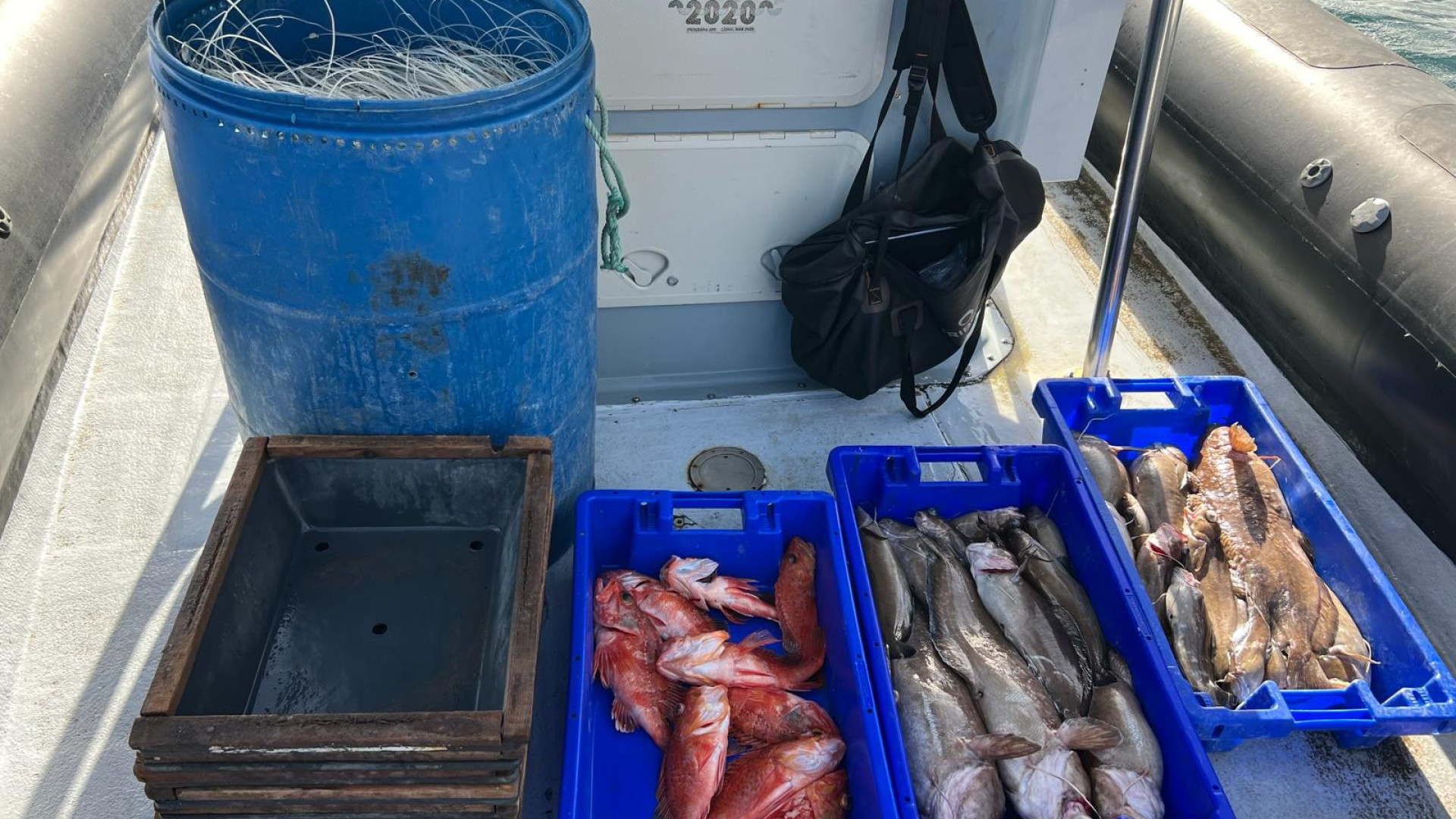 Apreendidos 31 kg de pescado e uma arte de pesca em Ponta Delgada